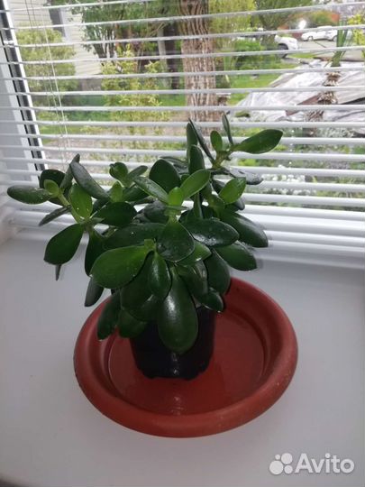 Крассула - толстянка