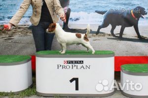 Джек рассел терьер кобели для вязок