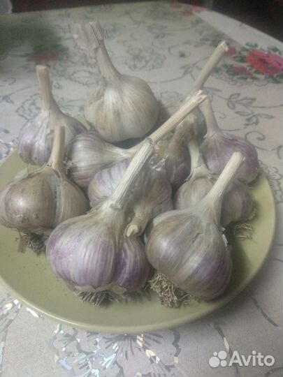 Чеснок,домашний
