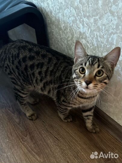 Бенгальский кот