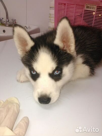 Ветеринарный врач