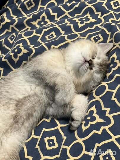 Шотландская