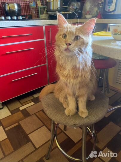 Котята мейн-кун