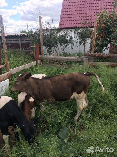 Телята бычки и телки