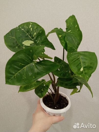 Сингониум Панда