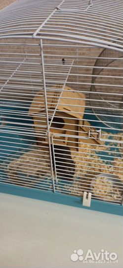 Сирийский хомяк с клеткой