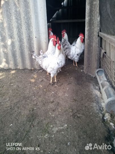 Петух Австролорп,Амрокс,Барковский