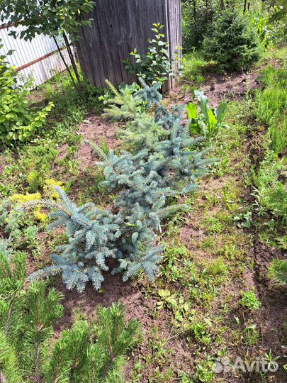 Ель голубая
