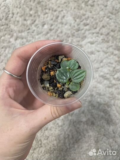 Пеперопия Россо