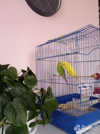 Волнистый попугай с клеткой