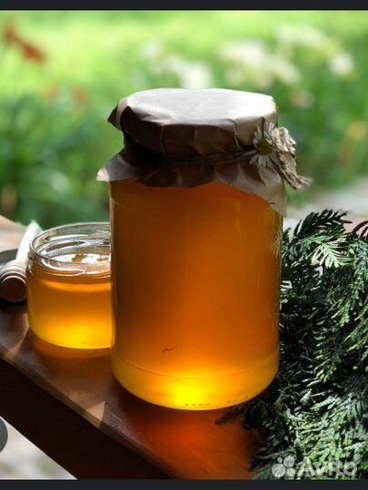 Мёд первого сбора