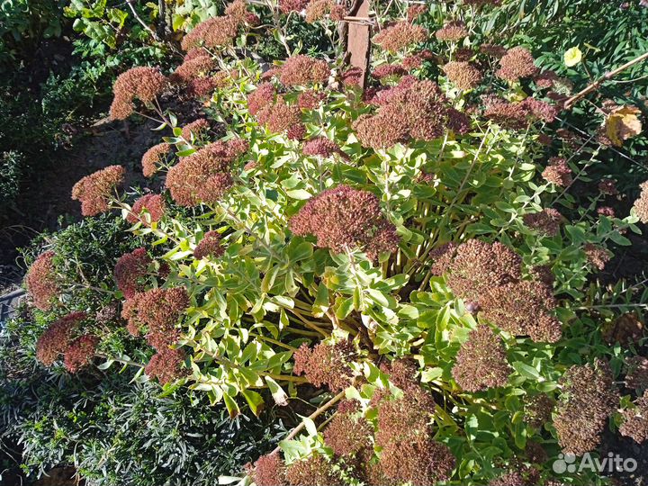 Очетки садовые