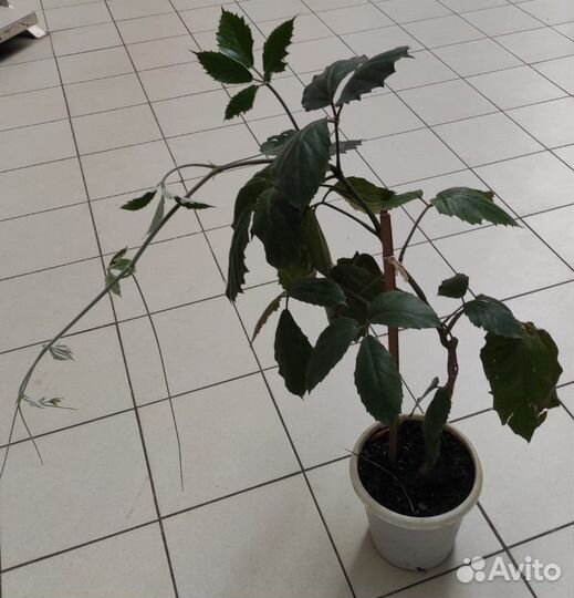 Тетрастигма вуанье