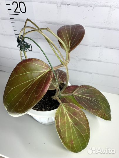 Хойи взрослые