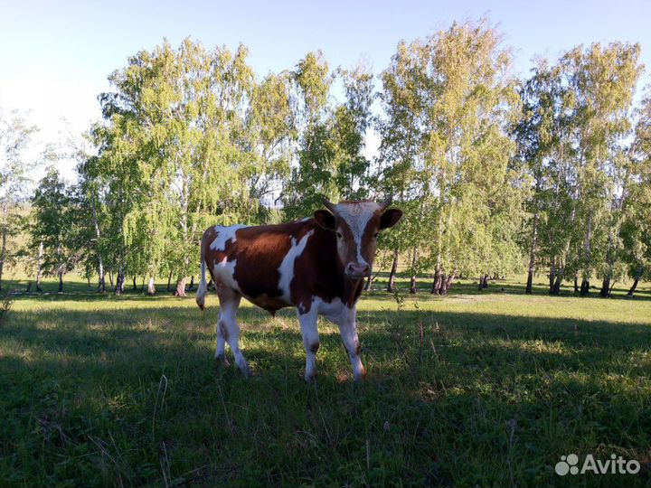 Продаётся молодняк. Разных возрастов