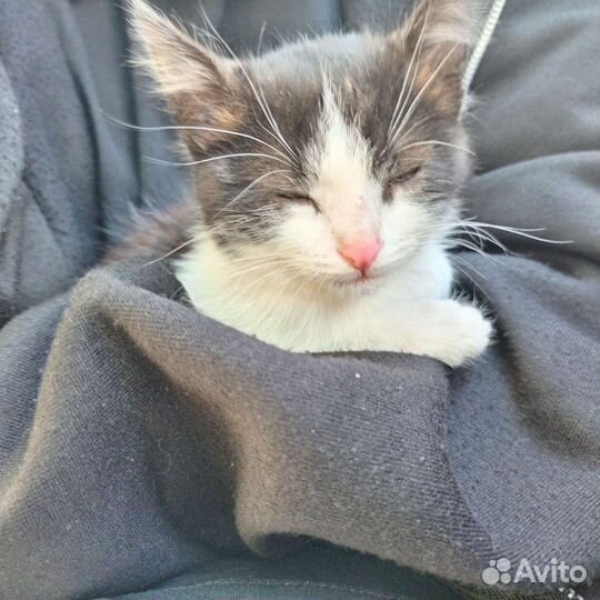 Кошка в дар бесплатно
