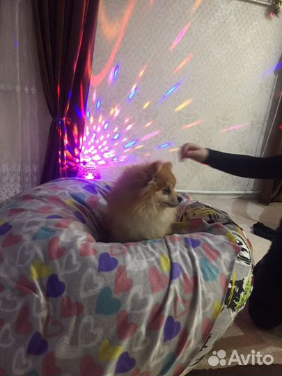 Вязка. Малый немецкий шпиц