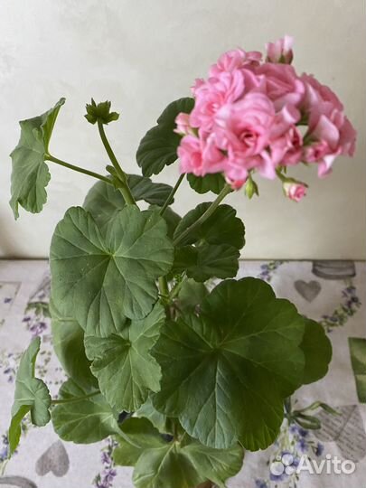 Античная Роза