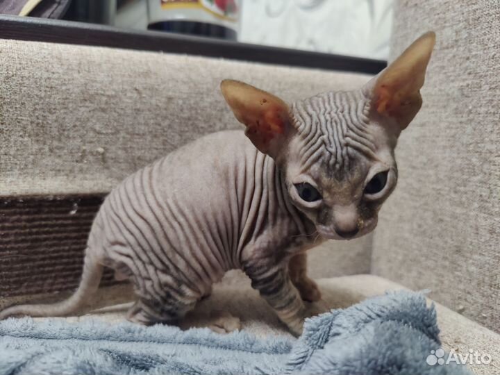 Донской сфинкс