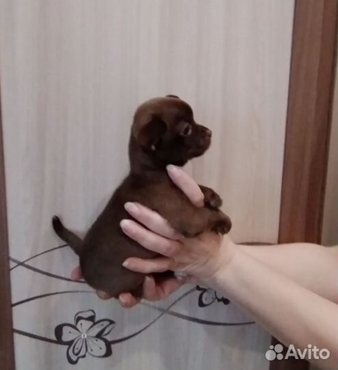 Щенки чихуахуа