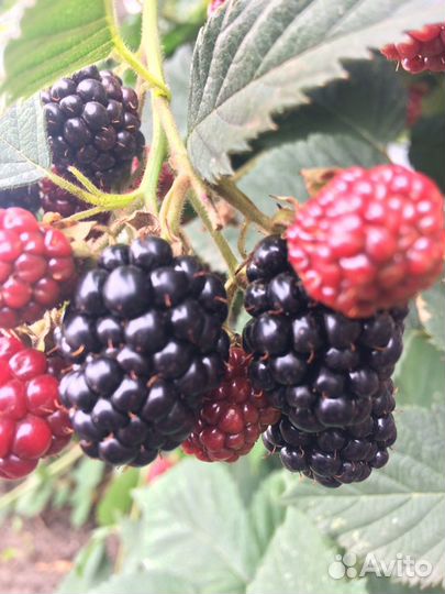 Саженцы Ежевика бесшипная Блэк сатин