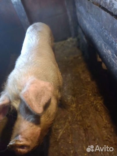 Услуги хряка с выездом на дом