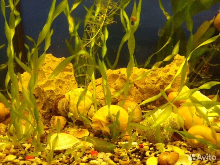 Аквариум. 300л 123*45*57. Самп. морской, парчовые