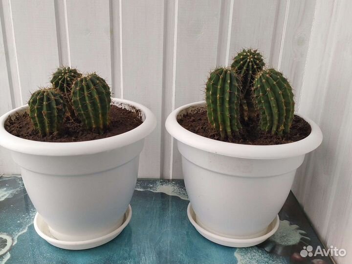 Кактус в офис