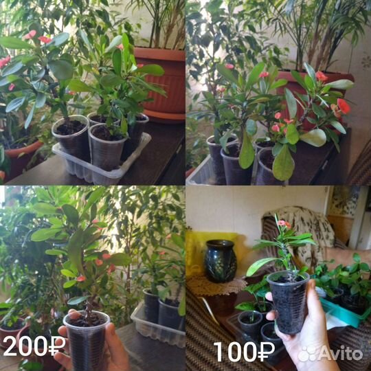 Комнатные растения Монстера Циперус Фикус и др