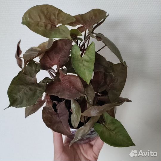 Хойя,сингониум Брокант, хлорофитум