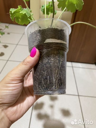 Пеларгония