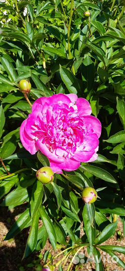 Цветы на срезку для букета