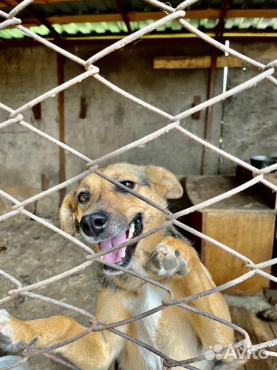 Собака в добрые руки