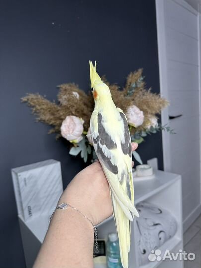 Попугай корелла птенец