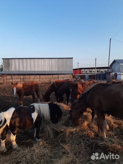 Кобылы, старший возраст