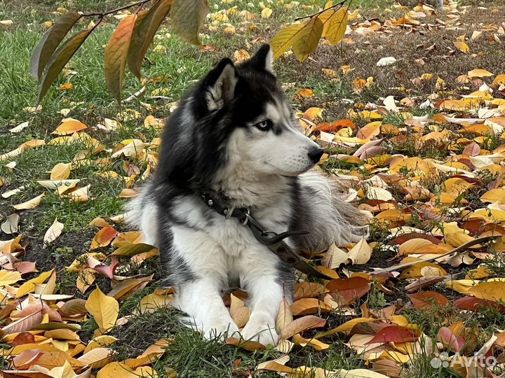 Вязка собаки хаски