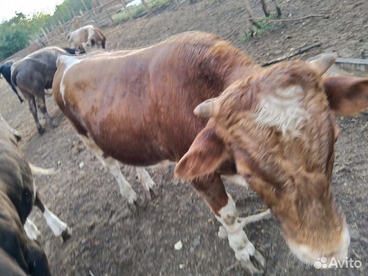 Бычки и быки