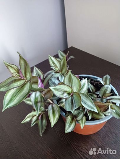 Традесканция зебрина