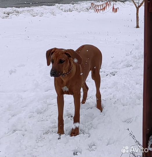 Щенки родезийского риджбека