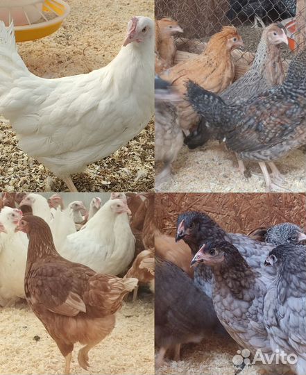 Курица молодка