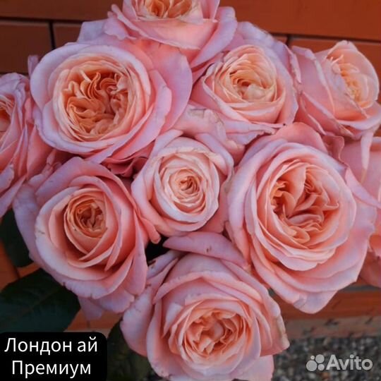 Роза Лондон ай