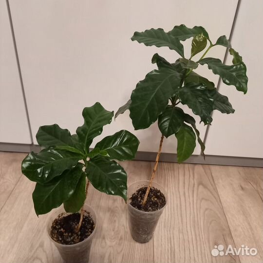 Кофе арабика