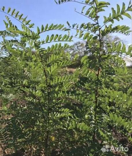 Саженцы Ленкоранская акация (Альбиция)