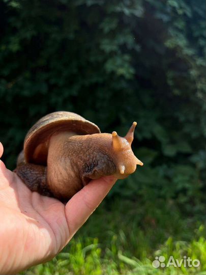 Улитка ахатина