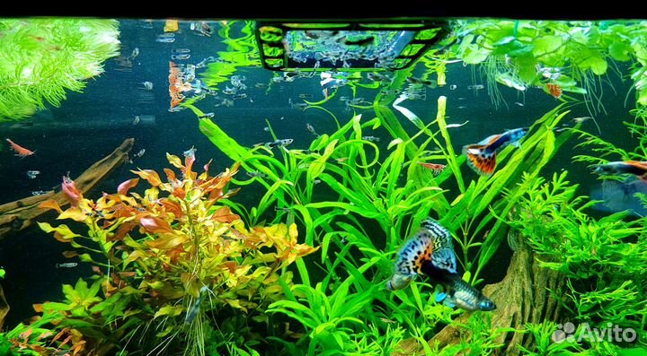 Рыбки Гуппи