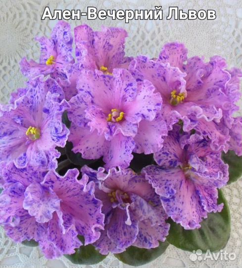 Фиалки сортовые