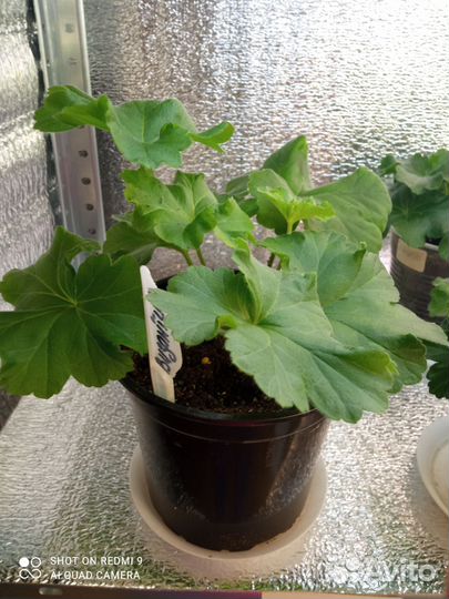 Пеларгония герань Византия