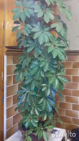 Растения шефлера