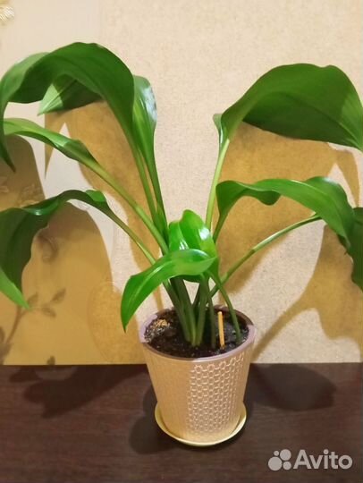 Эухарис (амазонская лилия)