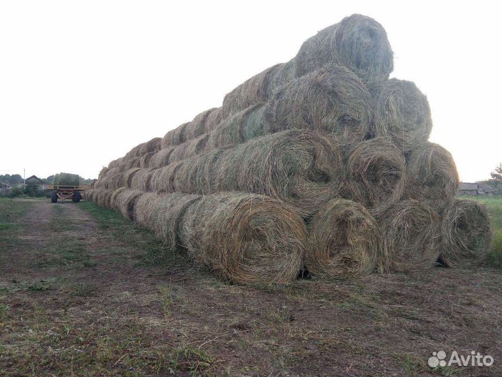 Продам сено в рулонах